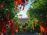 【就爱去鸡足山】九莲寺