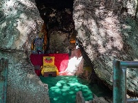 【就爱去鸡足山】空心树 树空心不空
