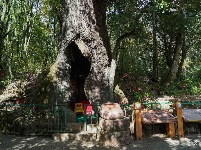 【就爱去鸡足山】空心树 树空心不空