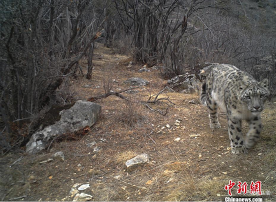 三江源东段区域生物多样性丰富