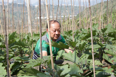 【不忘初心牢记使命·致敬榜样】傣家儿女的“好书记”，小康路上的“领头羊”，红河州文旅局致敬红河县迤萨镇勐龙村党总支书记白福