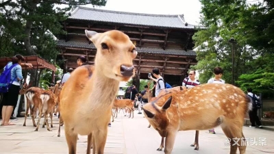 错过了日本三月樱花，你还准备错过十月枫叶吗？