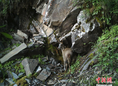 三江源东段区域生物多样性丰富