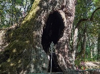 【就爱去鸡足山】空心树 树空心不空