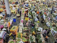 【就爱去呈贡】斗南花市  花花世界