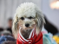 东宠会开幕 看宠物萌萌哒