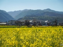 【就爱去弥渡】油菜花开蜂蝶来