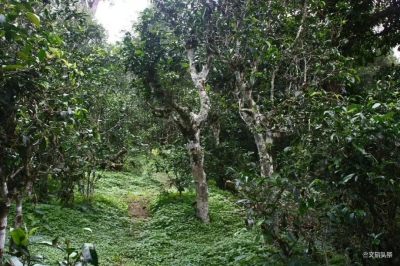 普洱茶受追捧，西双版纳保护区毁林种茶现象愈演愈烈
