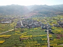 【就爱去弥渡】油菜花开蜂蝶来