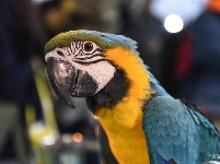 东宠会开幕 看宠物萌萌哒