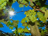 【就爱去弥勒】等闲识得“东风韵”，葡萄飘香迎你来