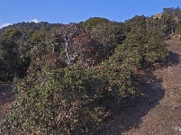 【就爱去盈江】勐弄杜鹃花 春来花满山