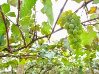 【就爱去弥勒】等闲识得“东风韵”，葡萄飘香迎你来