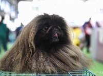 东宠会开幕 看宠物萌萌哒