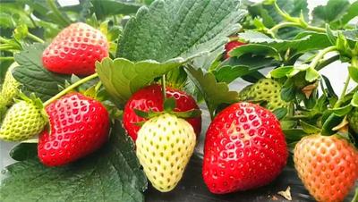 冬季水果大曝光！边玩边吃，这个周末开启疯狂采摘模式！