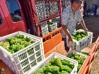 【就爱去弥勒】等闲识得“东风韵”，葡萄飘香迎你来