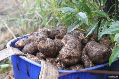 1.13%天麻素，生长2年以上，这个冬天让小草坝天麻为你御寒
