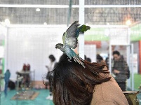 东宠会开幕 看宠物萌萌哒