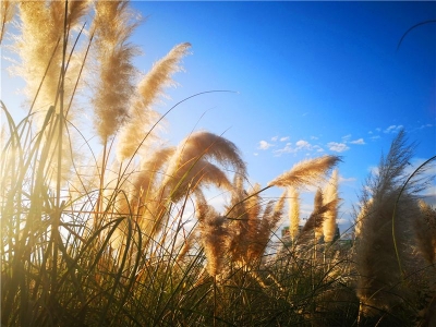 暖阳、古镇、温泉、民宿……带你解锁楚雄冬季小众玩法！