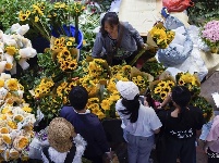 【就爱去呈贡】斗南花市  花花世界