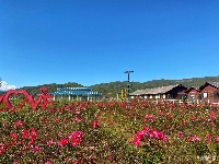 秋末初冬 拉市海玫瑰庄园花开正艳