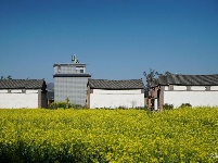 【就爱去弥渡】油菜花开蜂蝶来