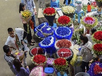 【就爱去呈贡】斗南花市  花花世界