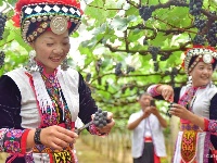 【就爱去弥勒】等闲识得“东风韵”，葡萄飘香迎你来