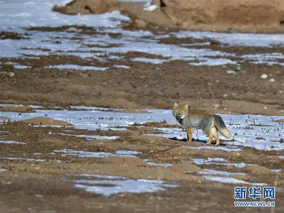 记者手记：在“神山圣湖”间寻觅“高原精灵”