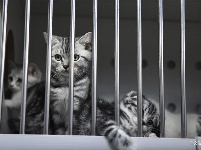 东宠会开幕 看宠物萌萌哒