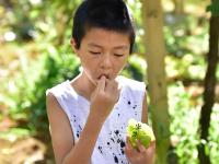 【就爱去弥勒】等闲识得“东风韵”，葡萄飘香迎你来