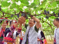 【就爱去弥勒】等闲识得“东风韵”，葡萄飘香迎你来