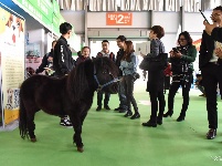 东宠会开幕 看宠物萌萌哒