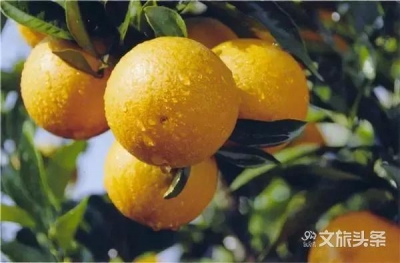 褚橙开售，更甜一度，11月15日专“橙”为你而来……