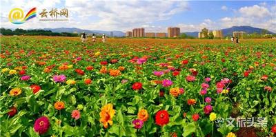世界花都 魅力昆明——富民