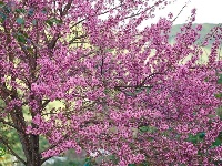 【就爱去南涧】无量山樱花 粉红色的冬季
