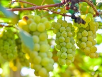 【就爱去弥勒】等闲识得“东风韵”，葡萄飘香迎你来