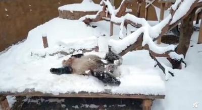 四川熊猫初次见到沈阳大雪 像极了来自南方的你