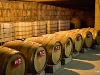 【就爱去弥勒】等闲识得“东风韵”，葡萄飘香迎你来