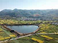 【就爱去弥渡】油菜花开蜂蝶来