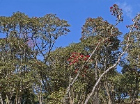 【就爱去盈江】勐弄杜鹃花 春来花满山