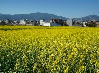 【就爱去弥渡】油菜花开蜂蝶来