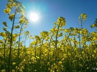 【就爱去弥渡】油菜花开蜂蝶来