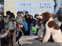 东宠会开幕 看宠物萌萌哒