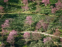 【就爱去南涧】无量山樱花 粉红色的冬季