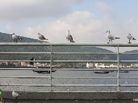 海埂大坝“观鸥游”