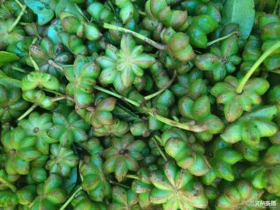 三七之乡 神奇文山——富宁