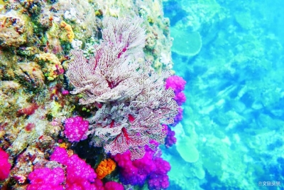 逃离寒冬潜入海底，和海洋生物来一次亲密接触