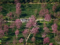 【就爱去南涧】无量山樱花 粉红色的冬季