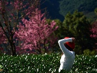 【就爱去南涧】无量山樱花 粉红色的冬季